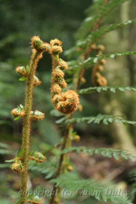 Unusual fern croziers, Cloudehill Gardens IMG_6481.JPG